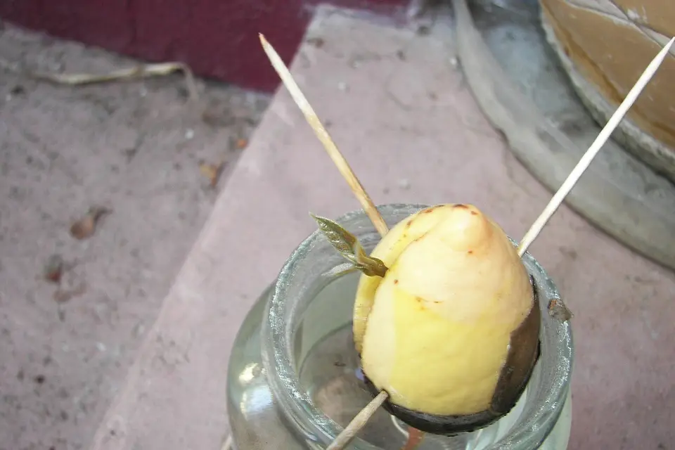 Kürdanlarla suya yerleştirilmiş, filizlenen avokado çekirdeği
