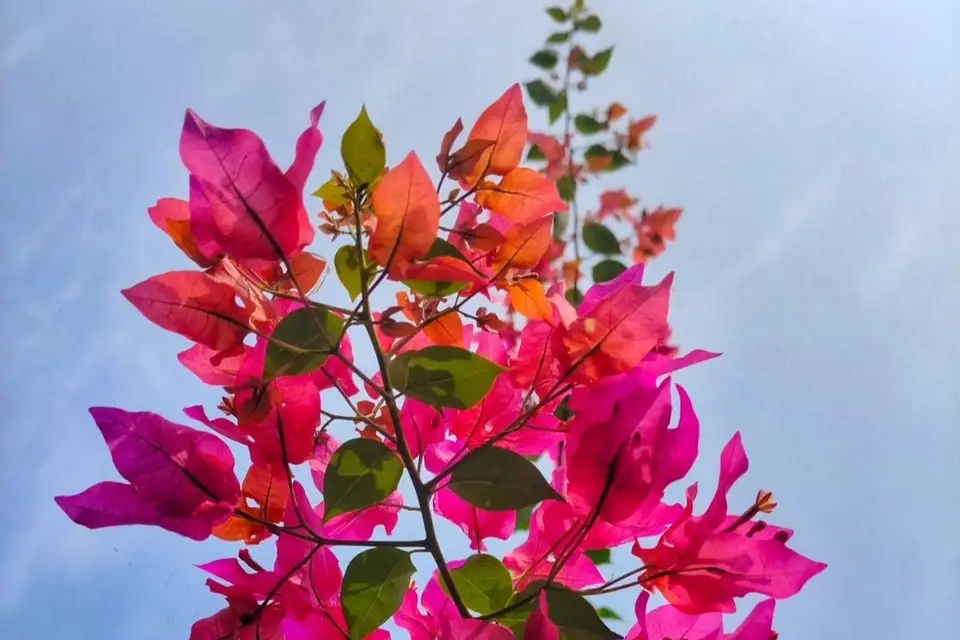 Canlı pembe renkli begonvil çiçekleri