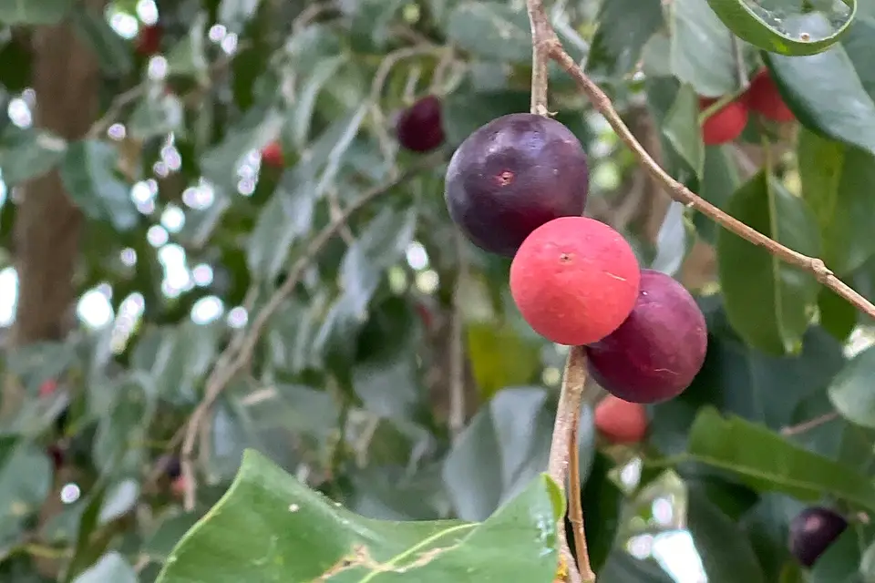 Ficus benjamina dalları ve küçük yaprakları