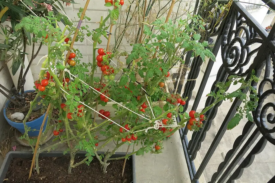 Balkon korkuluğunda olgunlaşan domatesler