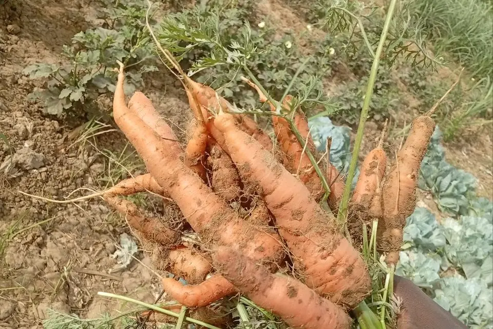 Topraktan yeni çıkarılmış turuncu havuçlar