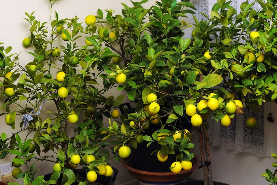 Saksıda meyve vermiş limon ağacı