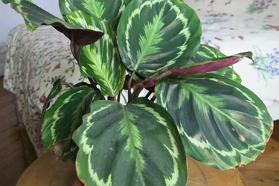 Desenli yapraklı dua çiçeği (Maranta)