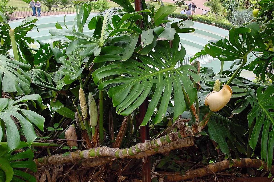 Yarık yapraklarıyla monstera (deve tabanı)
