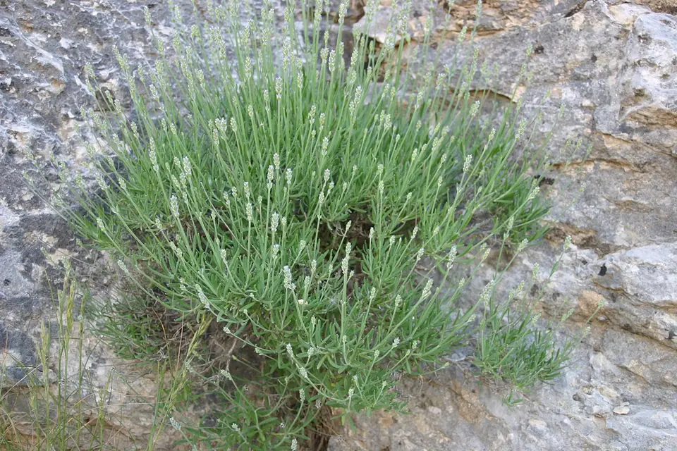 Taşlık bahçede toplu formlu lavanta çalısı