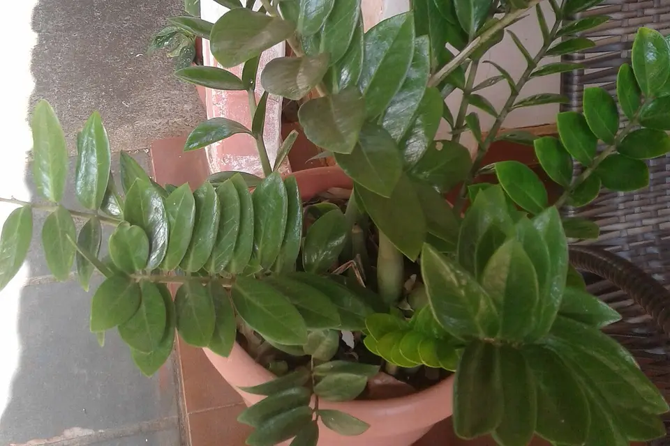 Saksıda parlak yeşil yapraklı Zamioculcas bitkisi
