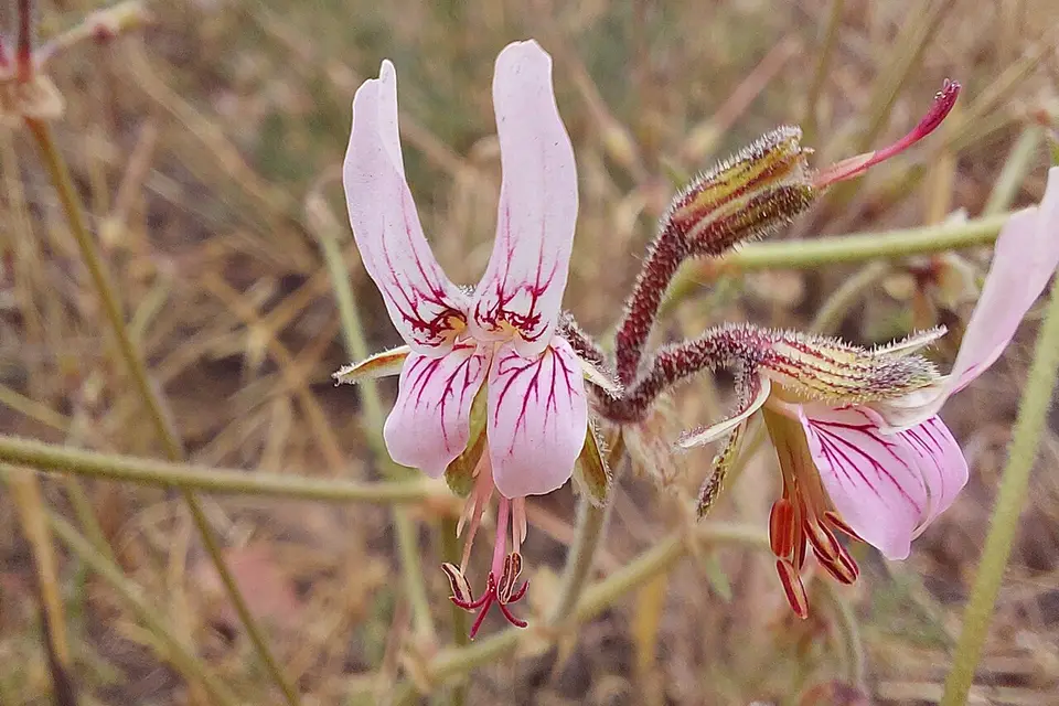 Pembe çiçekli sardunya (Pelargonium)