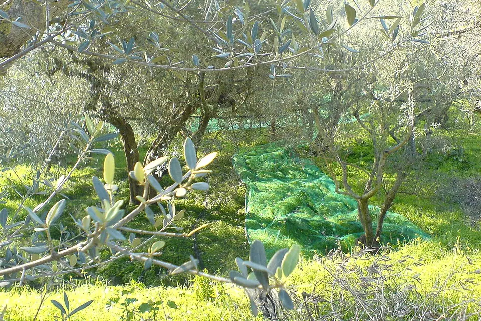 Zeytinlikte sıra halinde yaşlı zeytin ağaçları